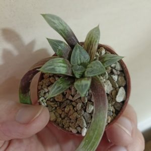 Haworthia Love Heart Variegata