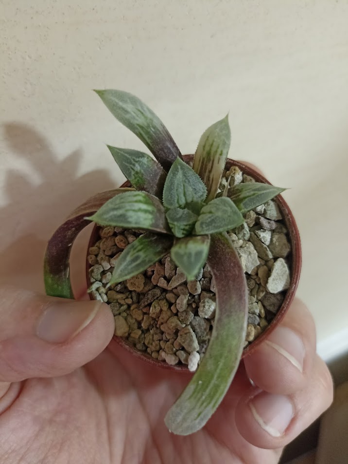 Haworthia Love Heart Variegata