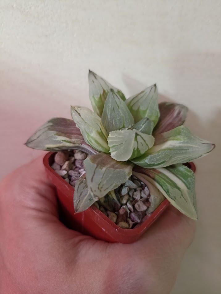 Haworthia Ice City Variegata