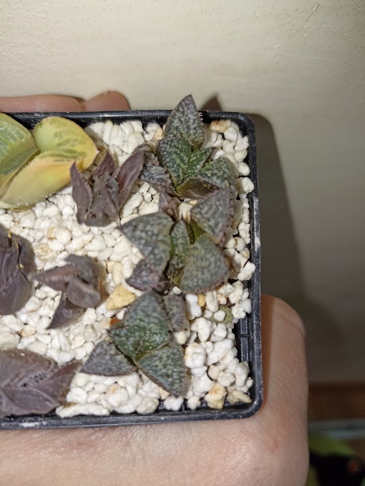 Haworthia Yuki Keshiki