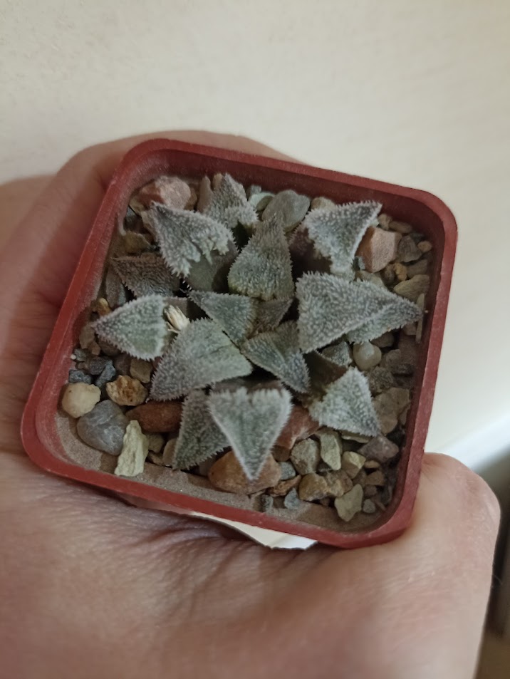 Haworthia Wimii Major