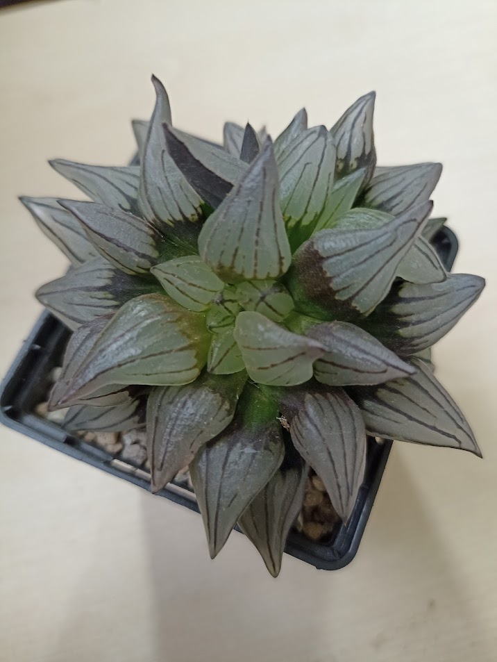 Haworthia Atrofusca Mutant Watermelon