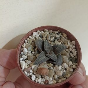 Haworthia Hard Leaf Old Folks