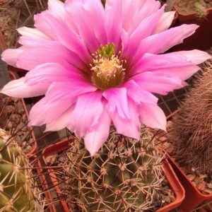 Echinocereus fendleri v. kuenzleri "hempelii"SB187 -зразок-