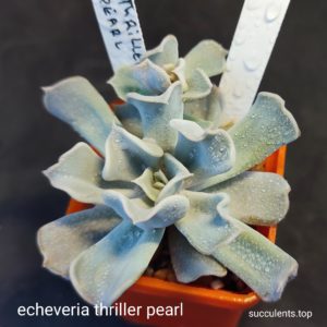echeveria triller pearl