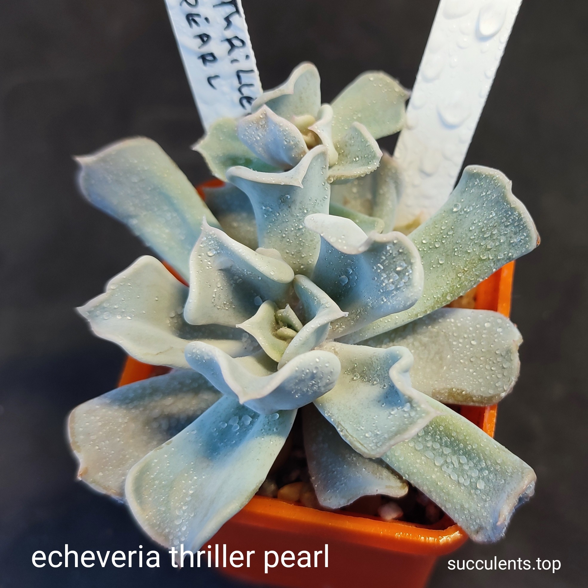 echeveria triller pearl
