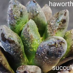 haworthia hybrid