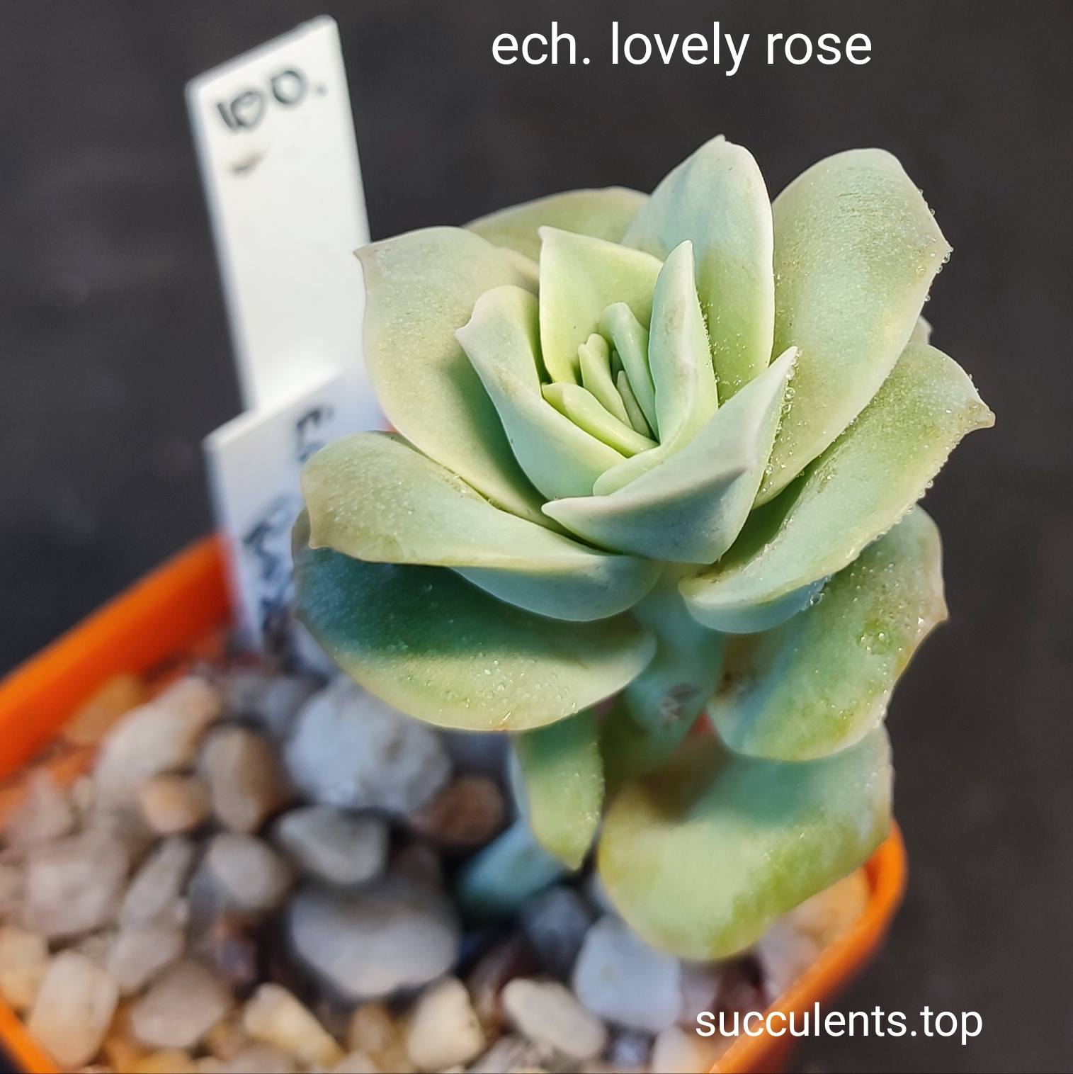 echeveria lovely rose