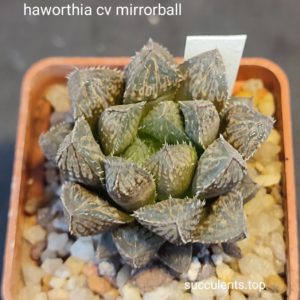 haworthia cv mirrorball