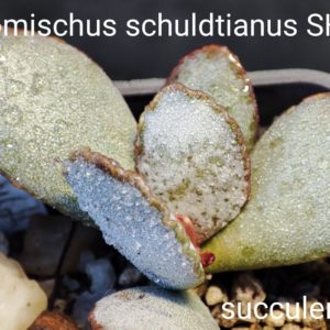 adromichus schuldtianus SB1383