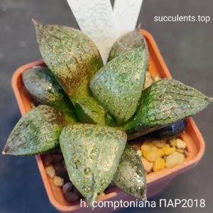 haworthia comptoniana ПАР