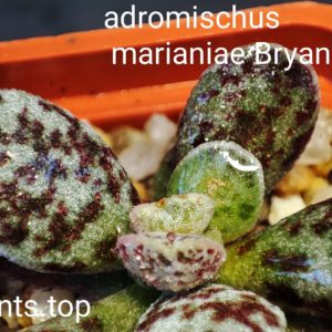 adromischus marianiae Bryan Making