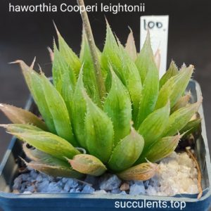 haworthia cooperi leightonii