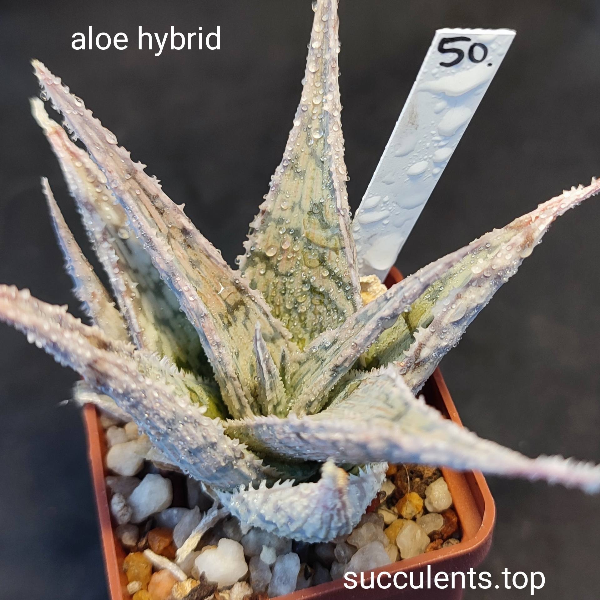 aloe hybrid