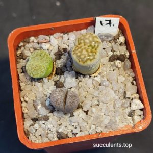 lithops mix 17