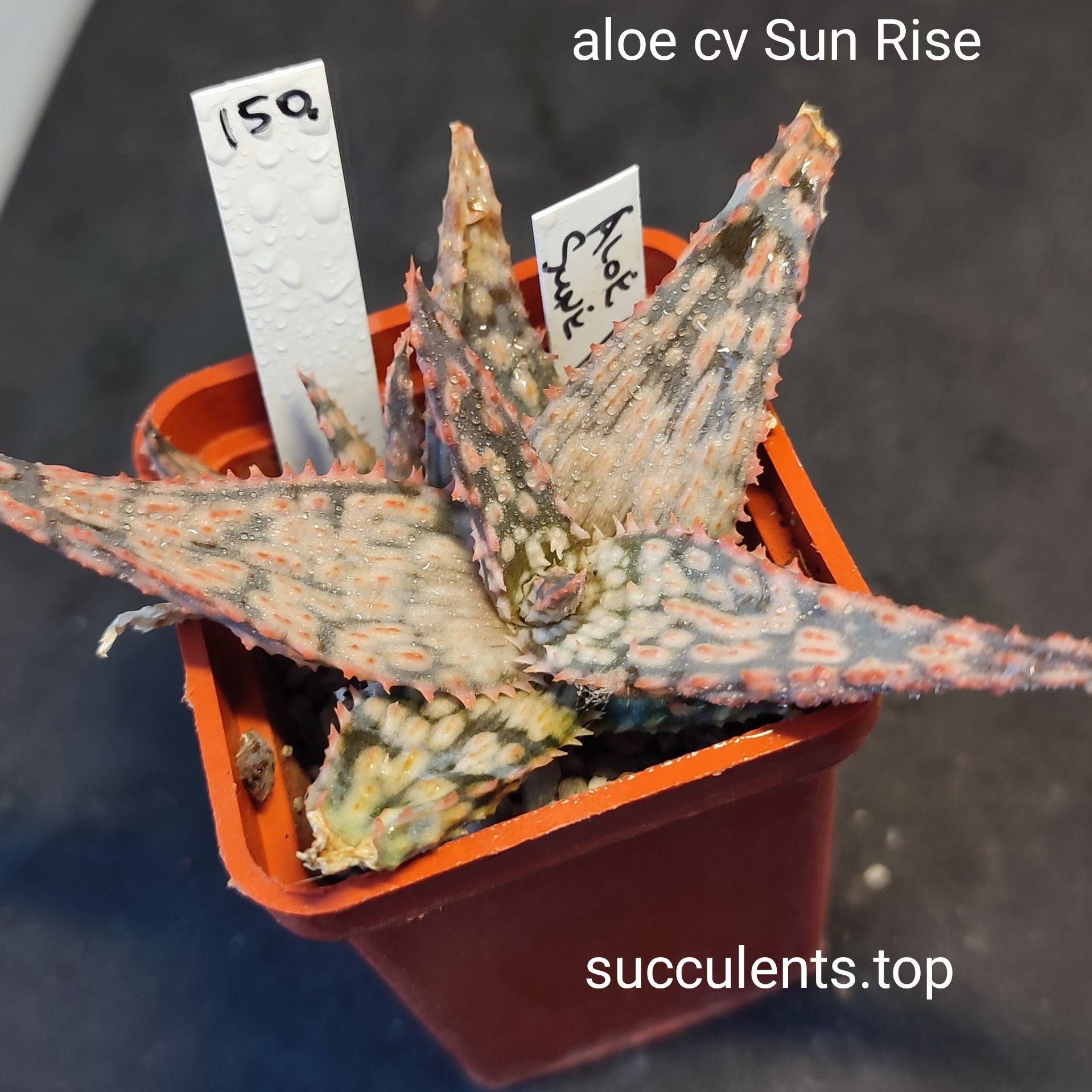 aloe cv sun rise