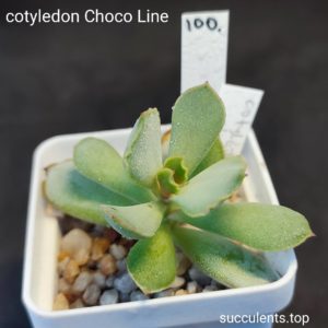 cotyledon choco line