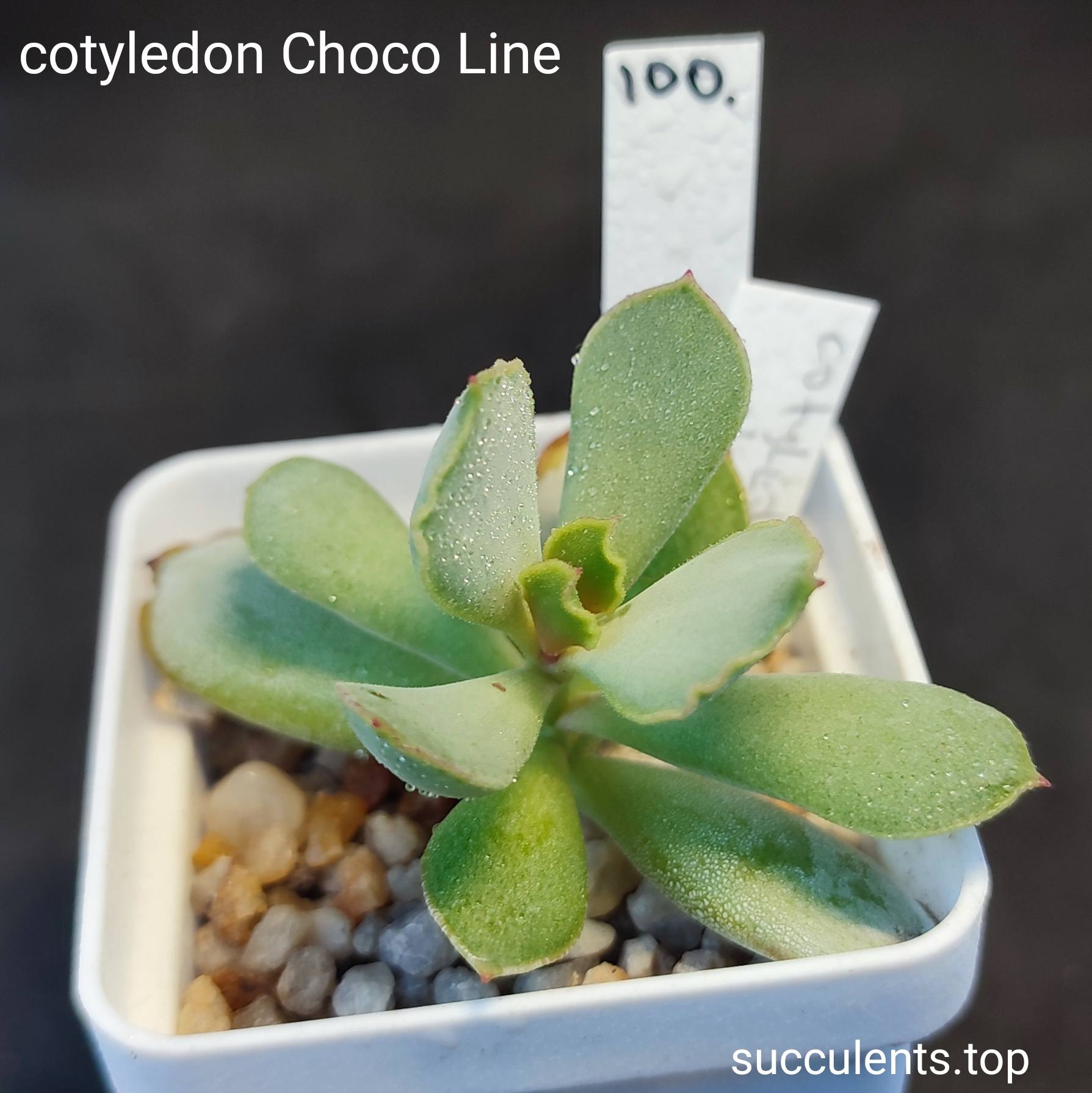cotyledon choco line