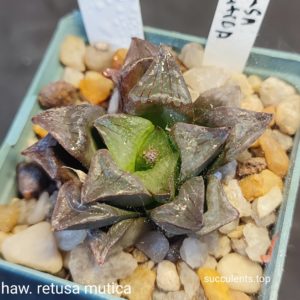 haworthia retusa mutica