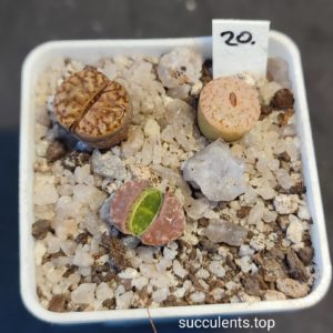 lithops mix 20