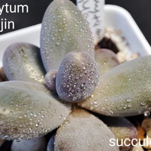pachyphytum momobijin