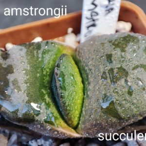gasteria amstrongii