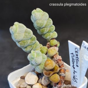 crassula plegmatoides