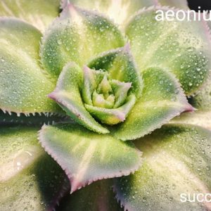 aeonium Fly