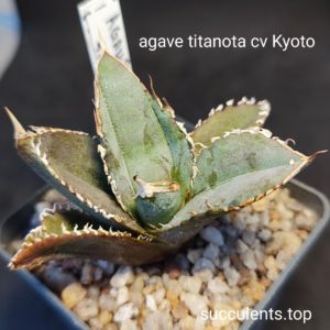 agave titanota Kyoto