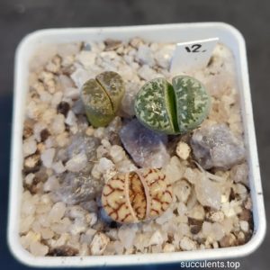 lithops mix 12