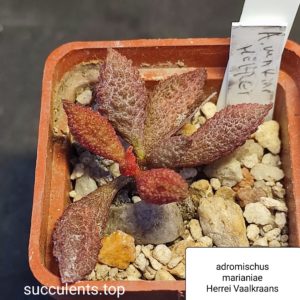 adromischus marianiae herrei Vaalkraans