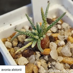 avonia alstonii