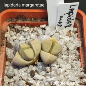 lapidaria margaretae
