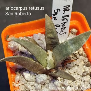 ariocarpus retusus San Roberto