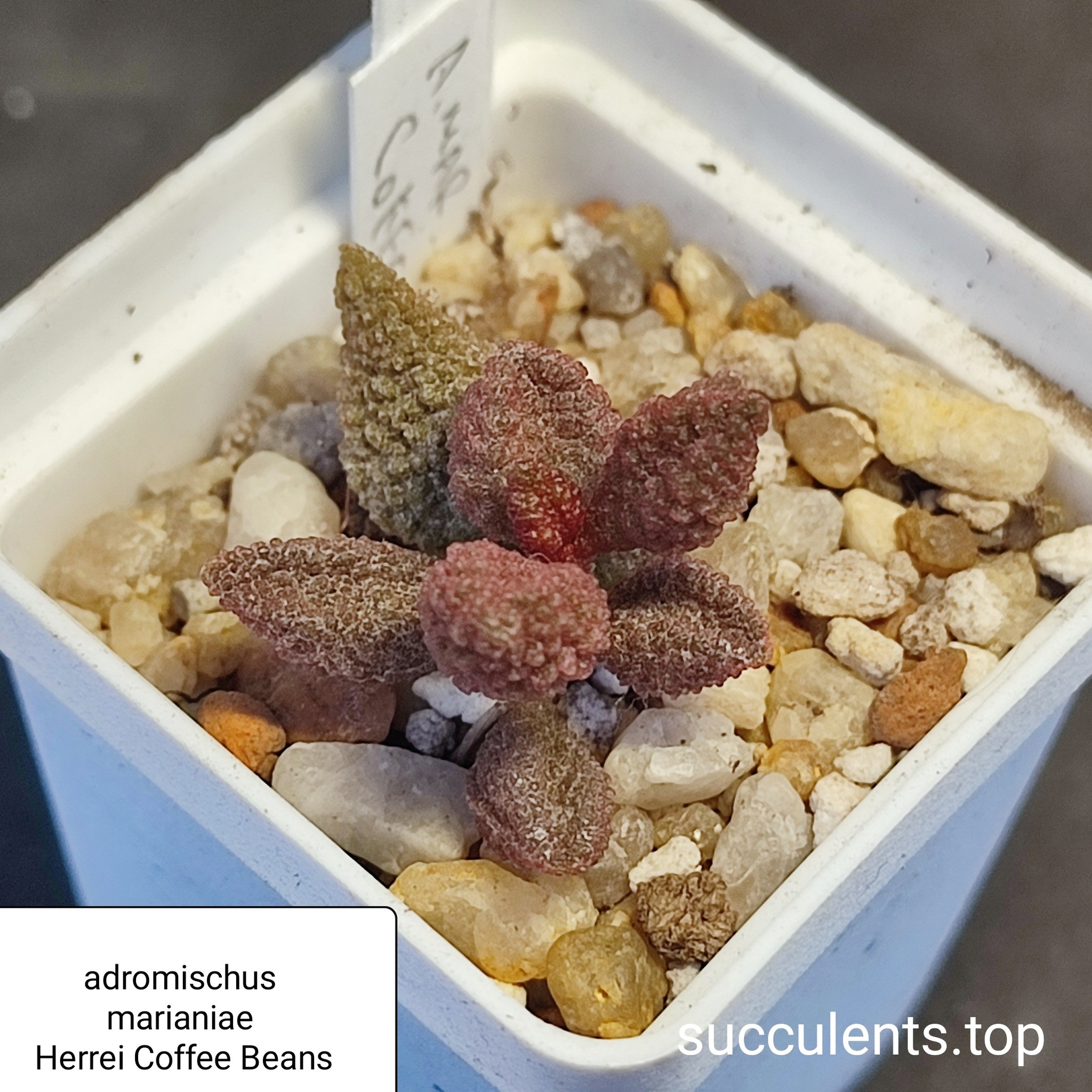 adromischus marianiae herrei Coffee Beans