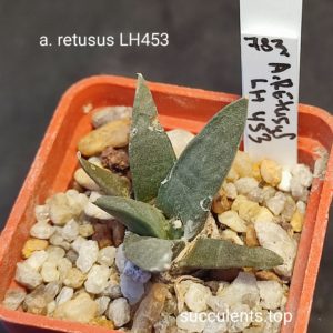 ariocarpus retusus LH453
