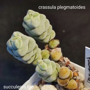 crassula plegmatoides