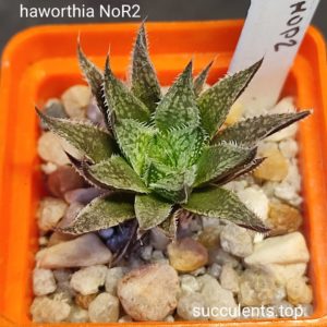 haworthia nor2