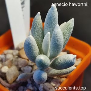 senecio haworthii