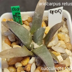 ariocarpus retusus