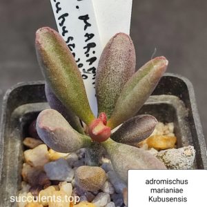 adromischus marianiae kubusensis