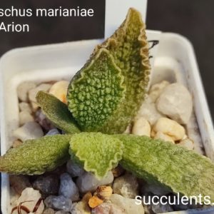 adromischus marianiae herrei limax Arion