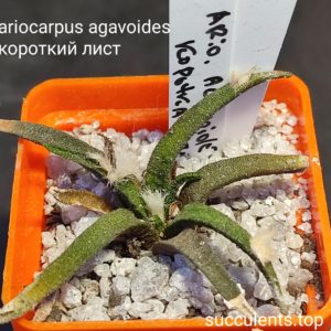 ariocarpus agavoides короткий лист