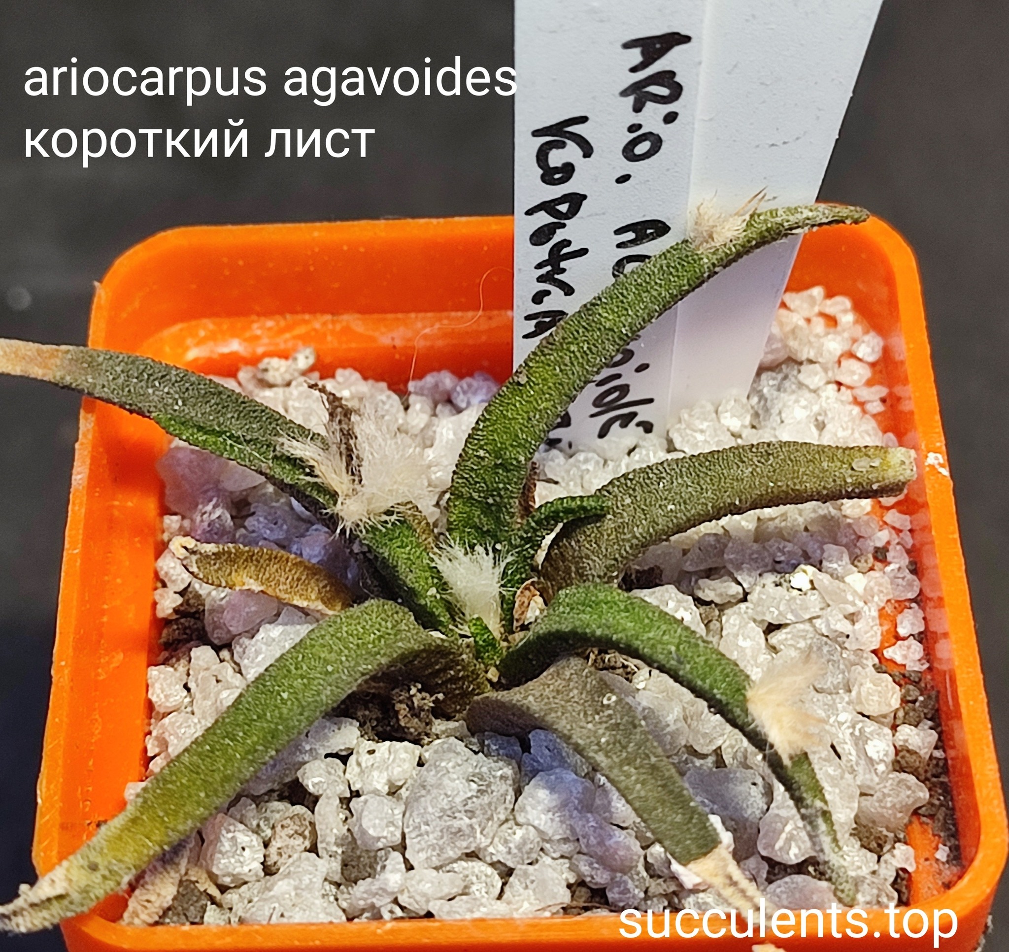 ariocarpus agavoides короткий лист