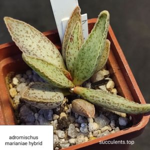 adromischus marianiae hybrid