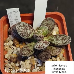 adromischus marianiae Bryan Makin