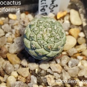 discocactus disciformis