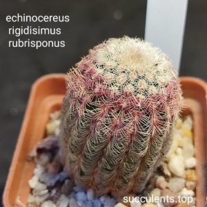 echinocereus rigidisimus rubrispinus