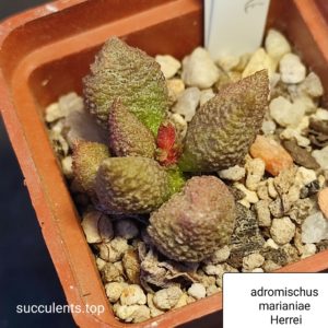 adromischus marianiae herrei