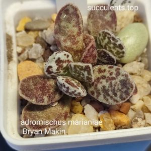 andromischus marianiae Bryan Makin